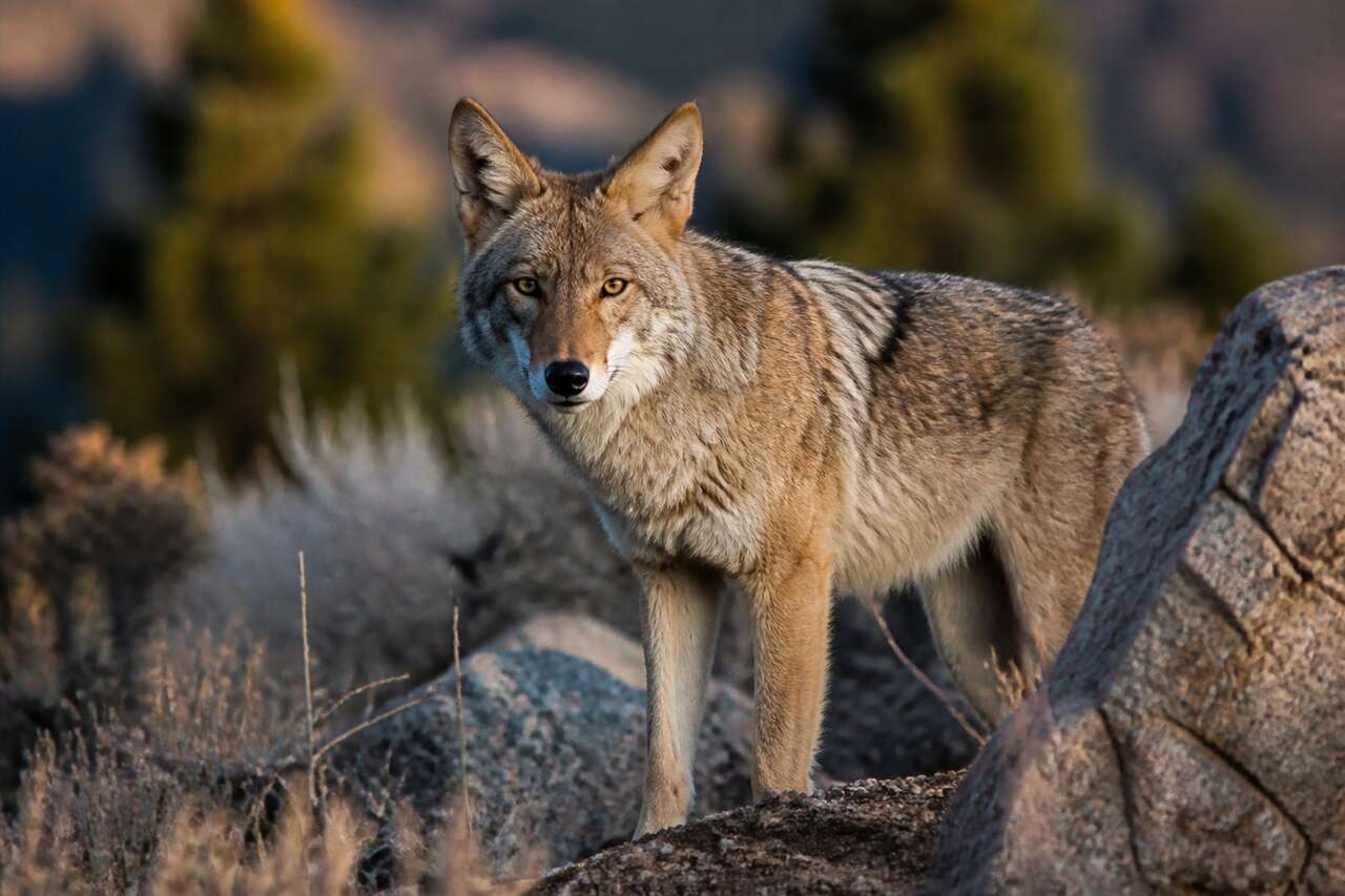 Le coyote, un canidé à part : identité et particularités Le coyote, un canidé à part : identité et particularités