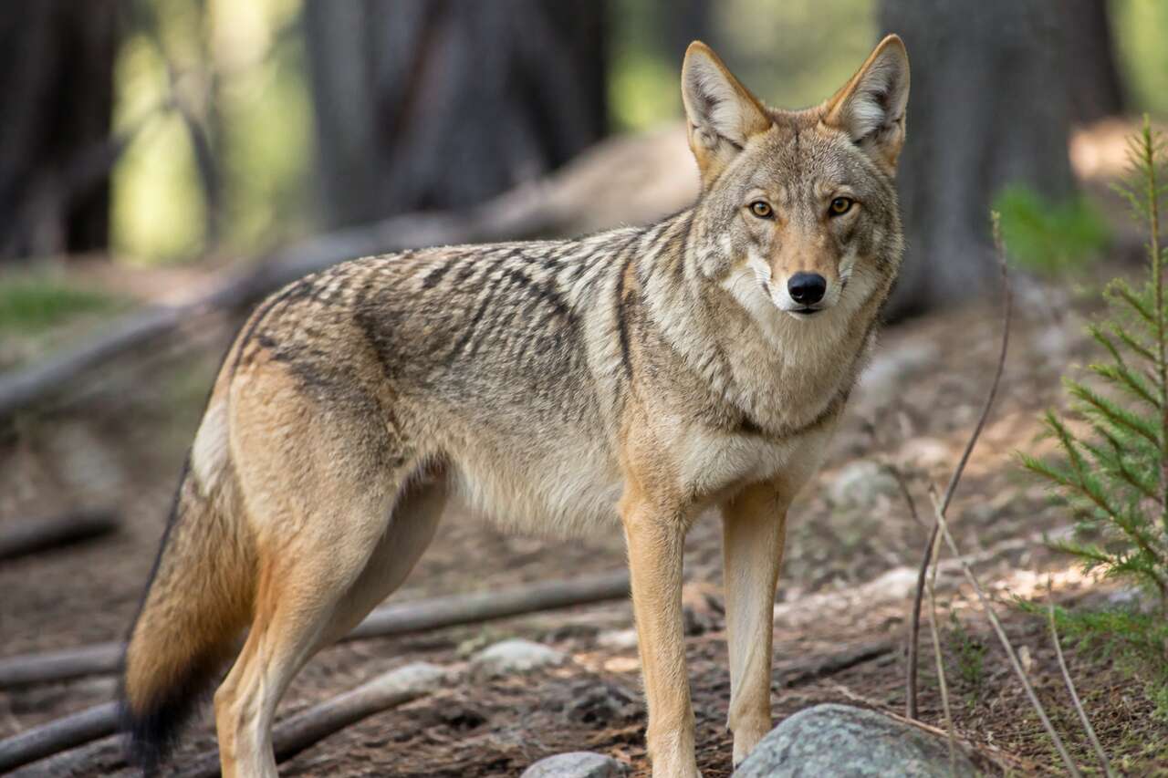 Où vit le coyote et pourquoi il s’adapte si bien Où vit le coyote et pourquoi il s’adapte si bien